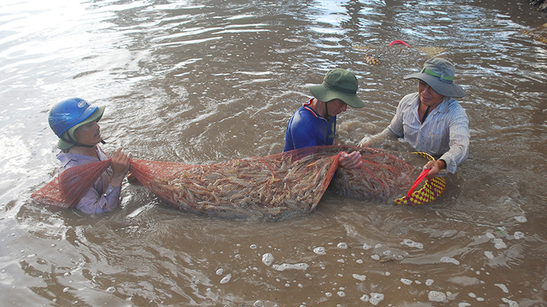Sản lượng nuôi trồng, khai thác thủy, hải sản của tỉnh Trà Vinh giảm.