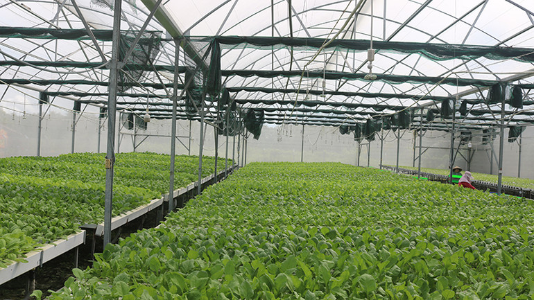 Hệ thống nhà màng, trang thiết bị trồng rau thủy canh được đầu tư hoàn thiện.
