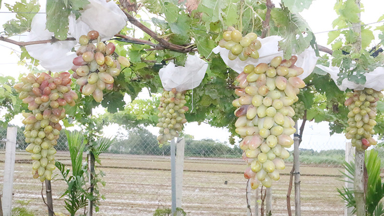 Cây nho được chăm sóc tốt, cành nho trĩu quả. Cây nho được chăm sóc tốt, cành nho trĩu quả.