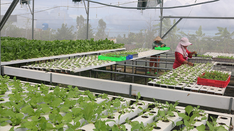 Lao động của Công ty TNHH Green Farm Trà Vinh đang trồng rau thủy canh.