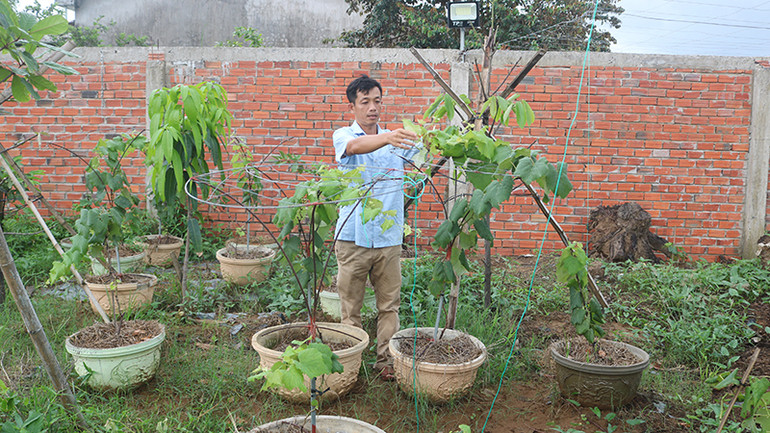 Anh Trần Văn Mến trồng nho trên chậu để bán cho du khách mang về làm cây cảnh tại nhà. Anh Trần Văn Mến trồng nho trên chậu để bán cho du khách mang về làm cây cảnh tại nhà.