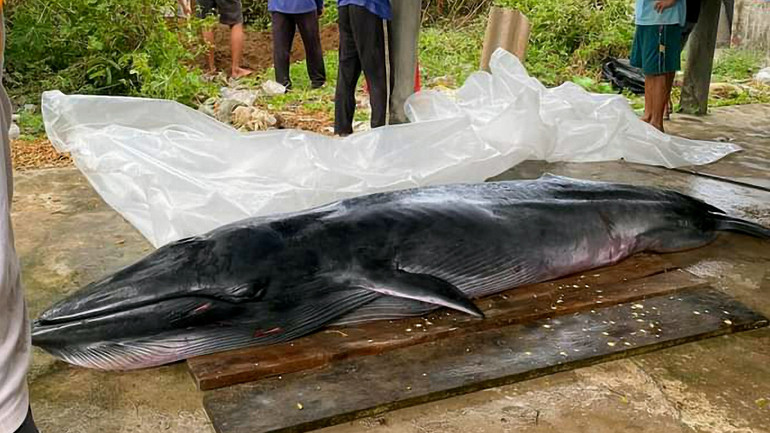 Các ngư dân vùng biển thực hiện nghi lễ cải táng cá ông đã chết. Các ngư dân vùng biển thực hiện nghi lễ cải táng cá ông đã chết.