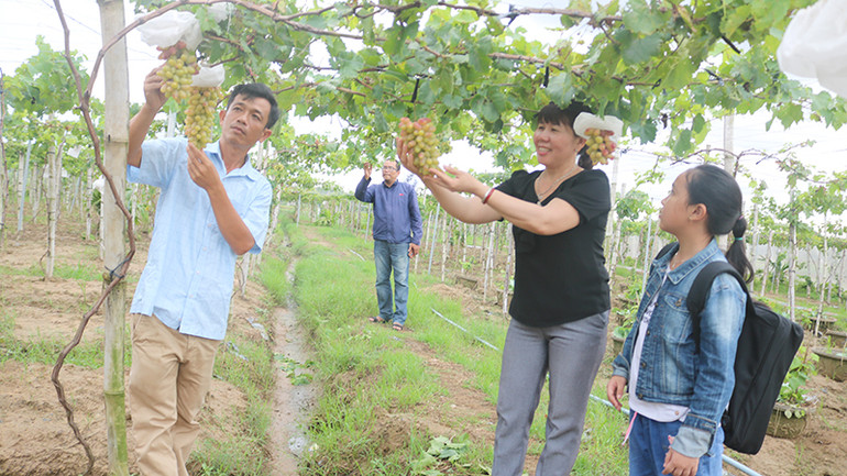 Chị Dương Thị Mỹ Hạnh cùng con gái thích thú với cành nho trĩu quả. Chị Dương Thị Mỹ Hạnh cùng con gái thích thú với cành nho trĩu quả.