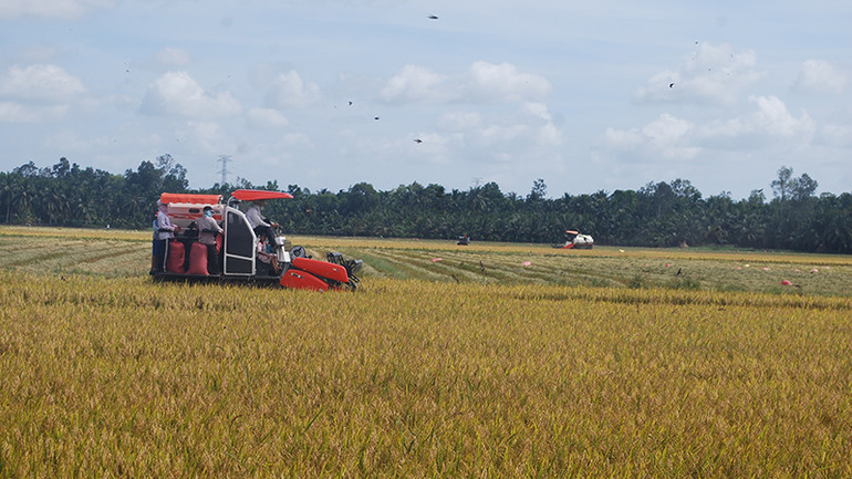 Sản xuất nông nghiệp trên địa bàn tỉnh Trà Vinh cơ bản thuận lợi.