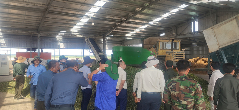 Thức ăn cho bò được chế biến từ cỏ tươi trồng trong nông trường. (Ảnh: NGUYỄN HIỆP) Thức ăn cho bò được chế biến từ cỏ tươi trồng trong nông trường. (Ảnh: NGUYỄN HIỆP)