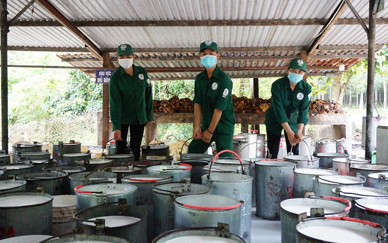 Công nhân thu hồi, tập kết mủ cao-su tại nông trường. Công nhân thu hồi, tập kết mủ cao-su tại nông trường.