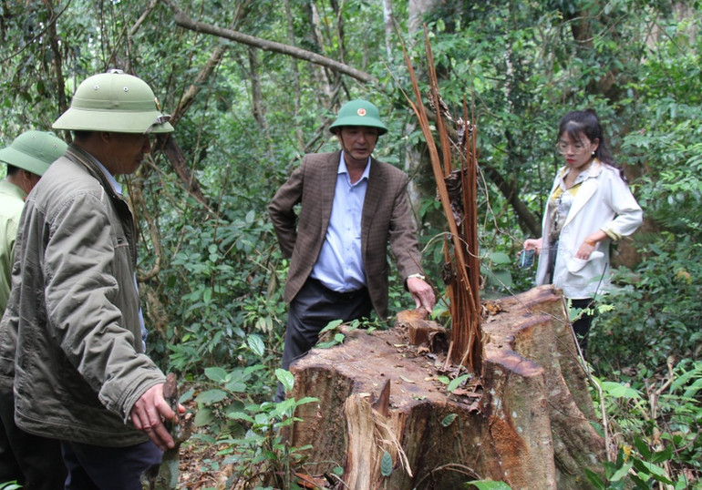 Chủ tịch Ủy ban nhân dân huyện Kbang Nguyễn Văn Dũng (giữa) kiểm tra thực tế sau khi xảy ra vụ phá rừng tại lâm phần Công ty TNHH một thành viên Lâm nghiệp Sơ Pai.