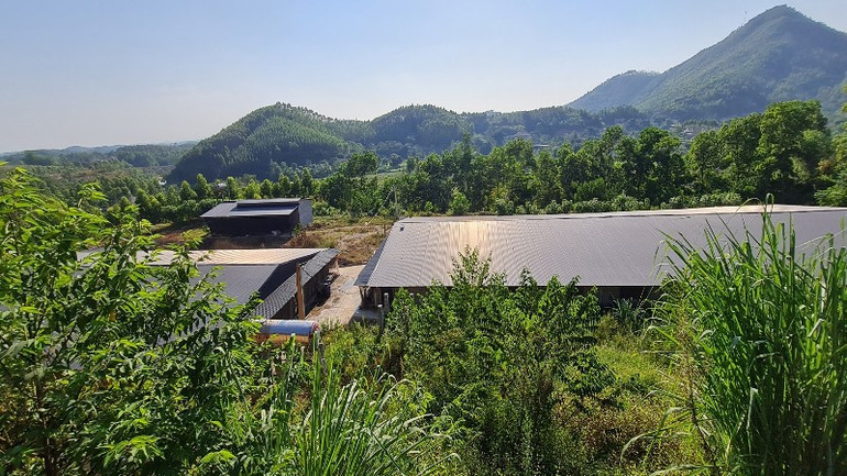Trang trại chăn nuôi của nằm sâu trong rừng sản xuất tại xã Lãng Công.