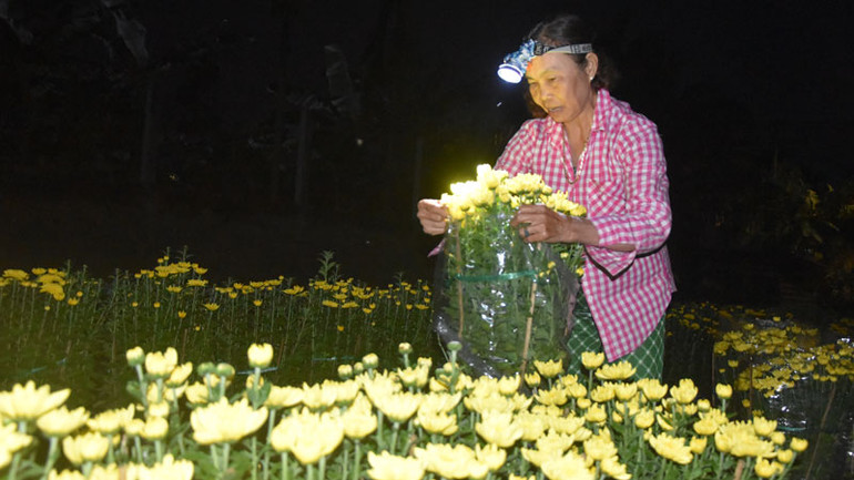 4 giờ sáng, bà Nguyễn Thị Mai, xã Mỹ Phong, thành phố Mỹ Tho (Tiền Giang) đã ra đồng bó hoa giao cho thương lái. 4 giờ sáng, bà Nguyễn Thị Mai, xã Mỹ Phong, thành phố Mỹ Tho (Tiền Giang) đã ra đồng bó hoa giao cho thương lái.