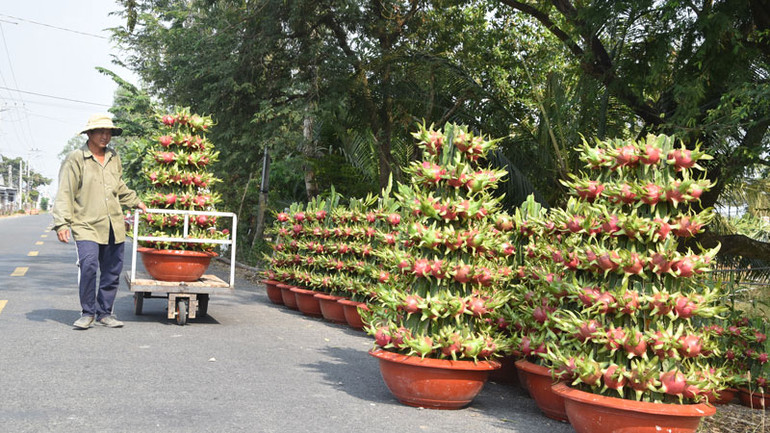 Chậu Thanh long vào bến chuẩn bị giao cho khách ở Thành phố Hồ Chí Minh.