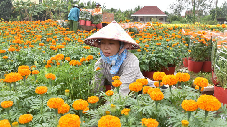 Nhân công bó hoa Tết. Nhân công bó hoa Tết.