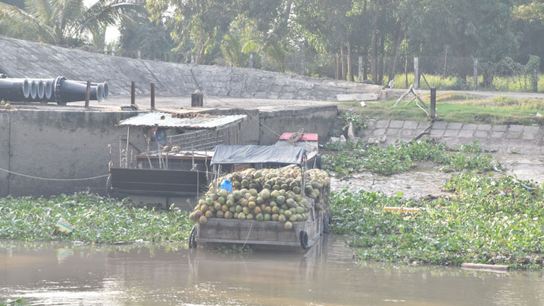 Chiếc ghe thu mua dừa đậu trong phạm vi hành lang cống Xuân Hòa, xã Xuân Đông, huyện Chợ Gạo, tỉnh Tiền Giang.