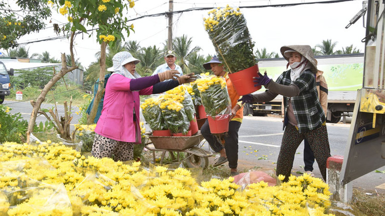 Thương lái chuyển hoa lên xe tải để về nơi bán. Thương lái chuyển hoa lên xe tải để về nơi bán.