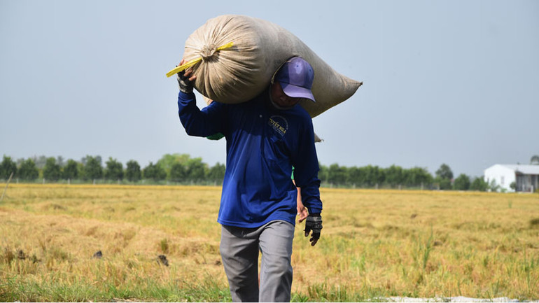 Nông dân xã Thạnh Lộc, huyện Cai Lậy (Tiền Giang) vận chuyển lúa từ ruộng ra bờ kênh để chờ bán cho thương lái.