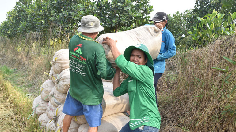 Nông dân xã Thạnh Lộc, huyện Cai Lậy (Tiền Giang) cực nhọc làm ra hạt lúa nhưng lợi nhuận không có.