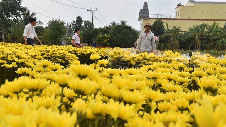 Một khu trồng hoa cúc Hà Lan ở xã Mỹ Phong, thành phố Mỹ Tho (Tiền Giang) nở đúng dịp Tết. Một khu trồng hoa cúc Hà Lan ở xã Mỹ Phong, thành phố Mỹ Tho (Tiền Giang) nở đúng dịp Tết.