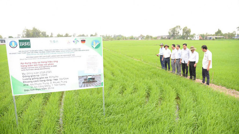 Đề án trồng lúa chất lượng cao, phát thải thấp tại Tiền Giang đã mang lại hiệu quả tích cực.