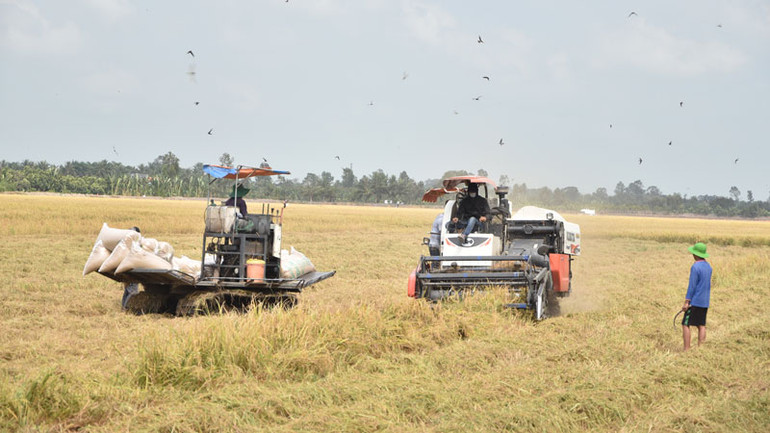 Nông dân huyện Cai Lậy (Tiền Giang) thu hoạch lúa đông xuân 2024-2025 kém vui.