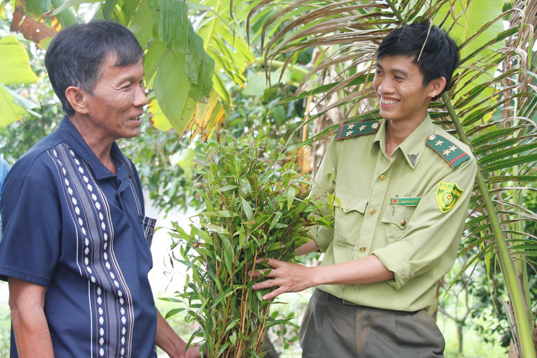 Ngành Kiểm lâm Hậu Giang hỗ trợ cây tràm giống cho người dân.