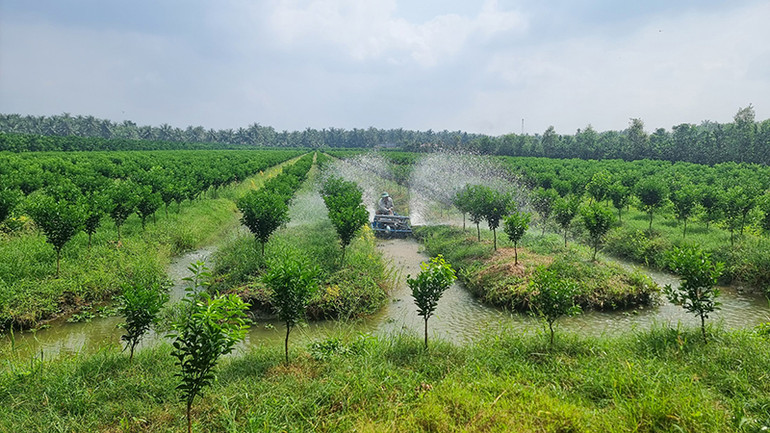 Nhiều diện tích cam sành được trồng mới mang nhiều rủi ro.