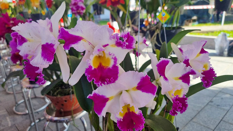 Nhiều loại hoa lan có màu sắc rất đẹp mắt.