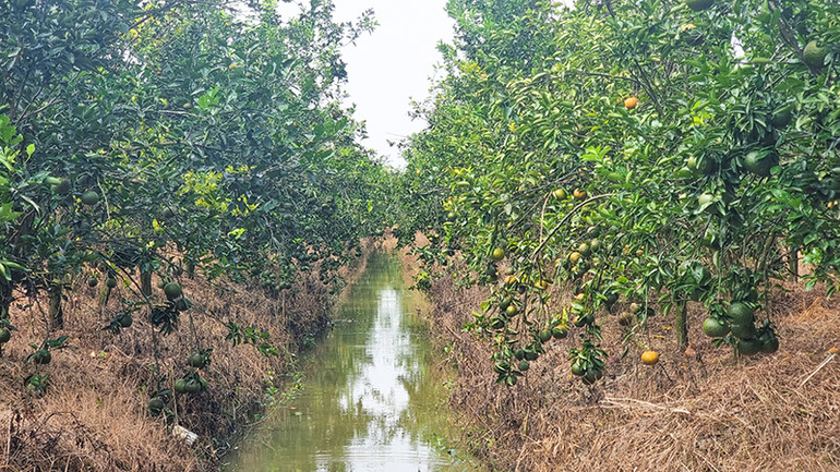 Nhiều vườn cam sành ở Vĩnh Long trái đã chín nhưng vẫn chưa thu hoạch.