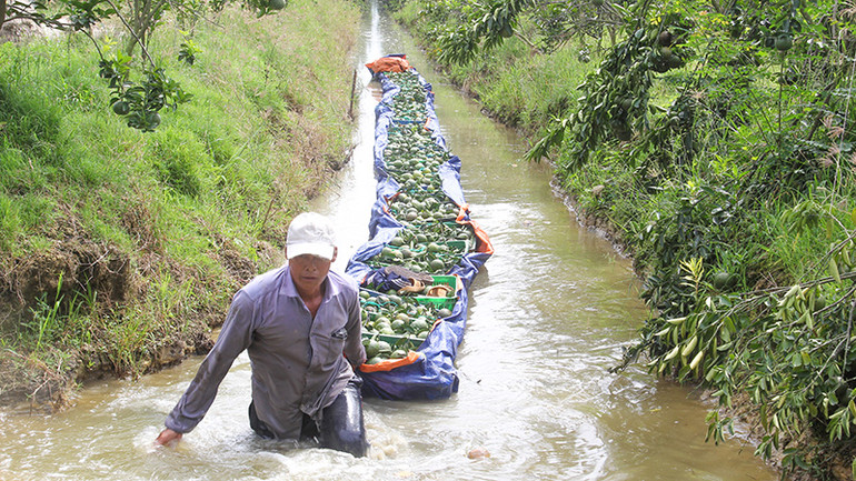 Nông dân Trà Ôn thu hoạch cam sành.