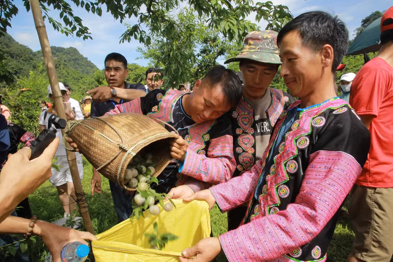 Ngoài hái nhanh, các đội thi còn phải lựa chọn những quả mận to nhất, đẹp nhất theo tiêu chuẩn. (Ảnh:PV)