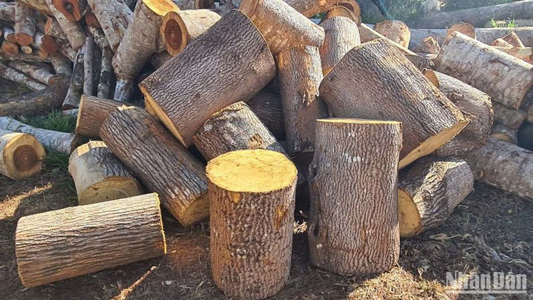 Nhiều cây rừng có đường kính hơn 50cm dọc đường tuần tra biên giới bị các đối tượng đốn hạ không thương tiếc.