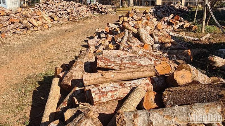 Hơn 60m3 gỗ, củi là tang vật vụ khai thác rừng trái phép được vận chuyển về Hạt Kiểm lâm liên huyện Tuy Đức-Đắk Nông R'lấp để phục vụ công tác điều tra.