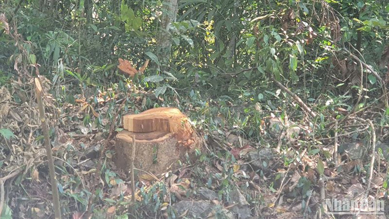 Các đối tượng đã tổ chức khai thác trái phép 569 cây rừng dọc đường tuần tra biên giới, khối lượng lâm sản còn lại hiện trường thu giữ được là 32,623 m3 gỗ và 30,634 Ster củi; chủng loại Phượng rừng, Bồm bộp, Chò xót, SP… từ nhóm V-VIII.