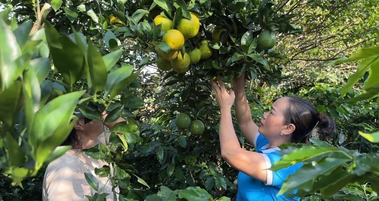 Chủ động chuyển đổi cây trồng theo chương trình xây dựng nông thôn mới, hiện nay nông dân Mường Ảng đã trồng thành công nhiều loại cây ăn quả mới cho giá trị kinh tế cao.