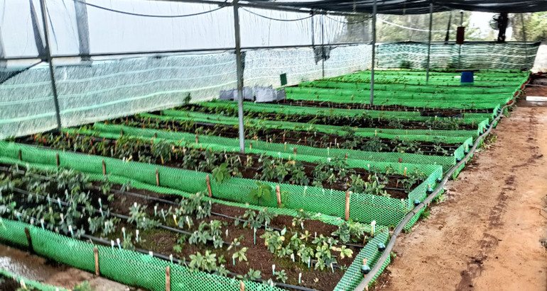 Các cây sâm Ngọc Linh con được nuôi tại nhà màng của Công ty cổ phần rượu Sâm Ngọc Linh Kon Tum.