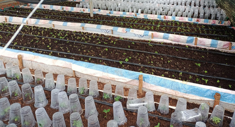 Các cây sâm Ngọc Linh con được nuôi tại nhà màng của Công ty cổ phần rượu Sâm Ngọc Linh Kon Tum.