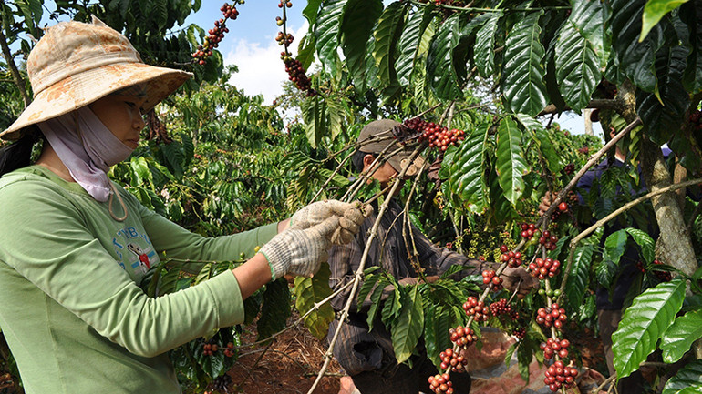 Chưa nhiều sản phẩm Việt Nam có thương hiệu tại CPTPP.