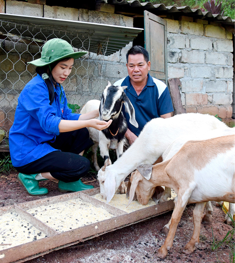 Tặng hàng trăm con dê, bò và hỗ trợ chăm sóc giúp các hộ gia đình nghèo phát triển kinh tế bền vững.