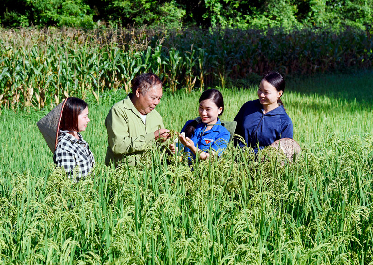 Hướng dẫn nông dân trồng giống lúa ngắn ngày PB53 và PB10 cho năng suất cao, chịu được giá lạnh của khí hậu miền núi phía bắc.