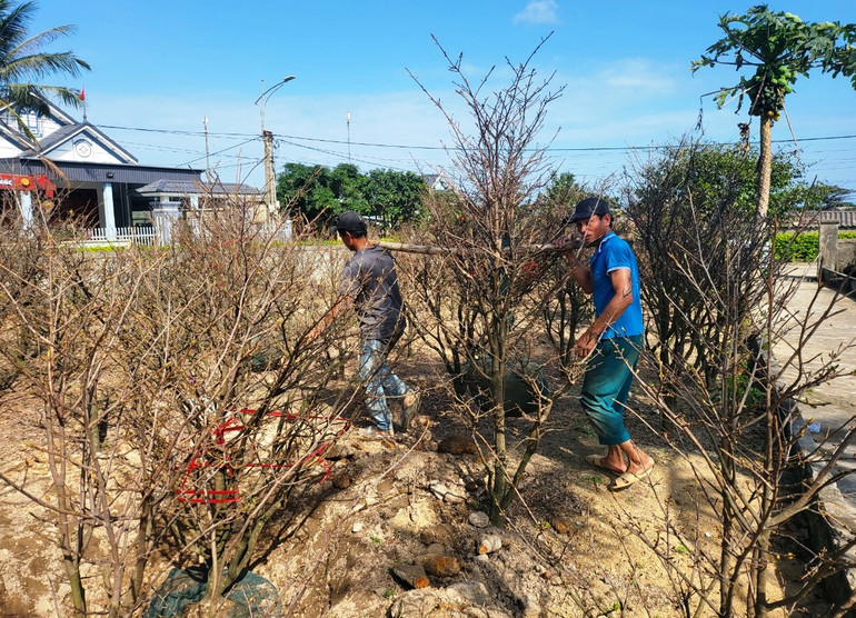 Các thương lái vận chuyển mai đến điểm trưng bày bán hàng Tết.
