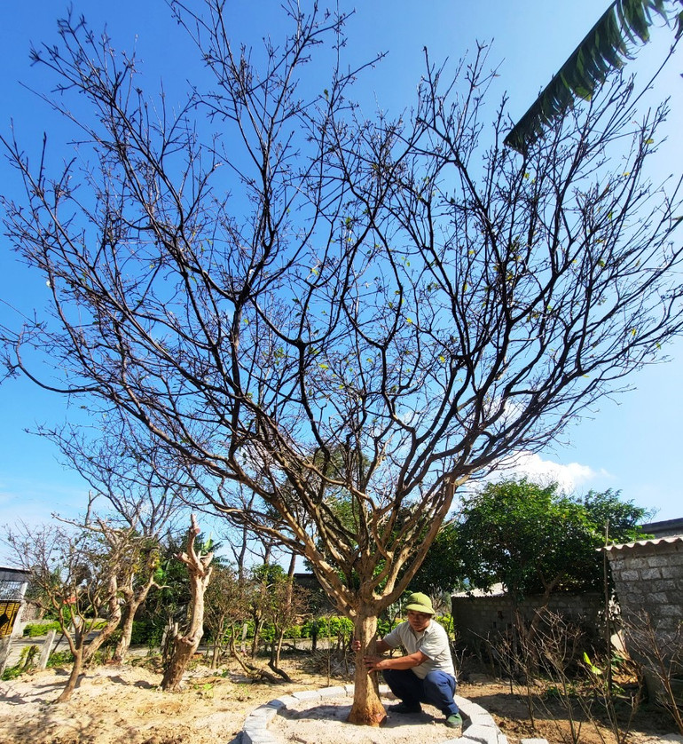 Cây mai vàng 5 cánh cổ thụ được chào bán hàng trăm triệu đồng.