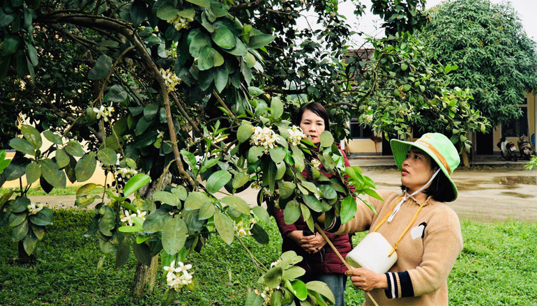 Người dân vừa tiến hành thụ phấn vừa chăm sóc cây.
