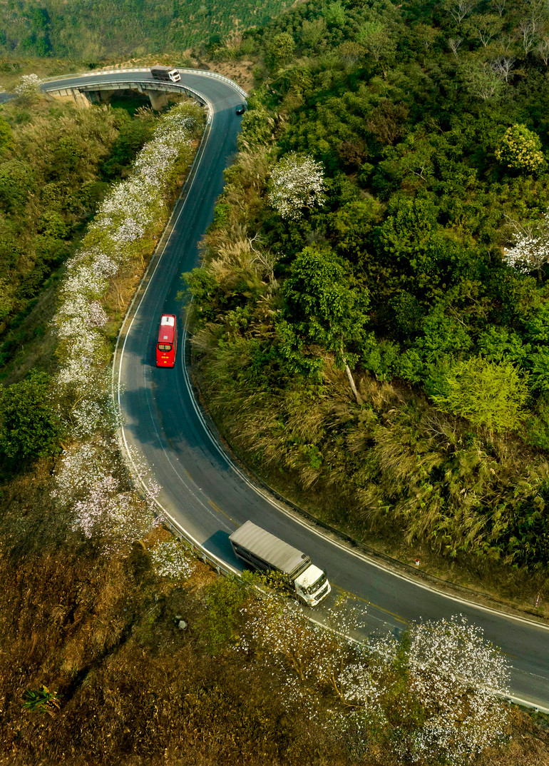 Nắng sớm điểm sắc trắng hoa ban trên đèo Pha Đin.