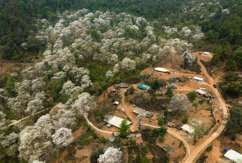 Vẻ hoang sơ, kỳ bí của rừng ban cổ ở bản Nậm Cứm.