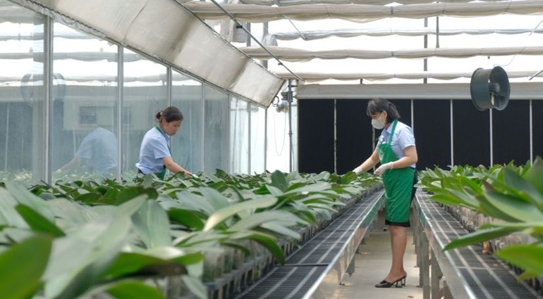 Trang trại Mê Linh F-Farm tại huyện Mê Linh, Hà Nội.