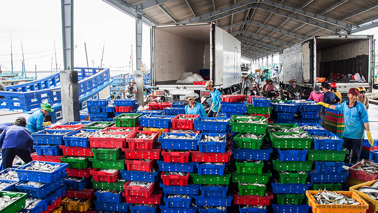 Cảng cá Trần Đề hiện nay.