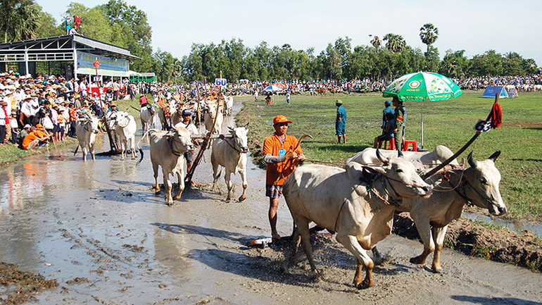 Lễ hội đua bò Bảy Núi trong dịp Lễ Sene Dolta. Lễ hội đua bò Bảy Núi trong dịp Lễ Sene Dolta.