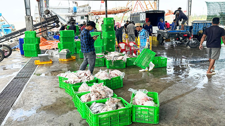 Hoạt động tại cảng cá Trần Đề có nề nếp, đúng quy định