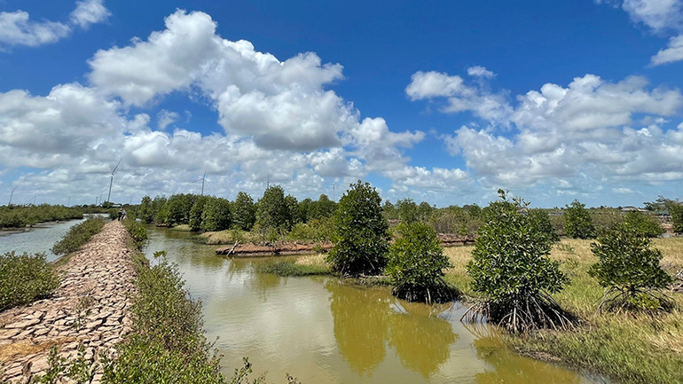 Vùng ven biển Sóc Trăng đang phát triển vùng nuôi thủy sản kết hợp rừng ngập mặn