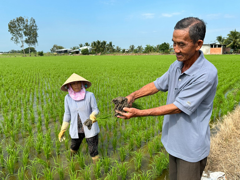 Hợp tác xã sản xuất lúa giống ST25 bằng máy cấy và canh tác tiên tiến ở Sóc Trăng.