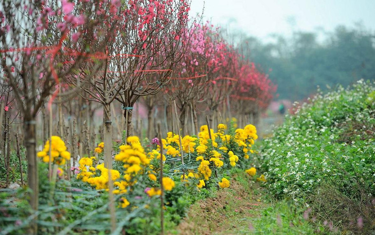Khu du lịch Nhật Tân hấp dẫn bởi cảnh sắc tươi đẹp và làng nghề trồng đào truyền thống. Khu du lịch Nhật Tân hấp dẫn bởi cảnh sắc tươi đẹp và làng nghề trồng đào truyền thống.