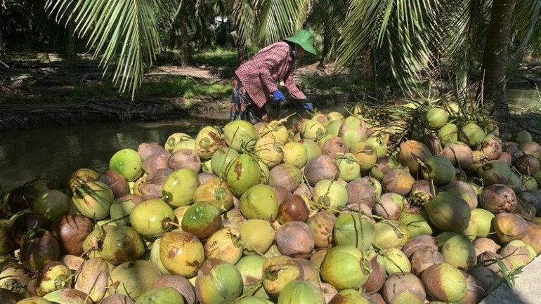 Nhà vườn Bến Tre thu hoạch dừa khô nguyên liệu. (Ảnh: TTXVN)